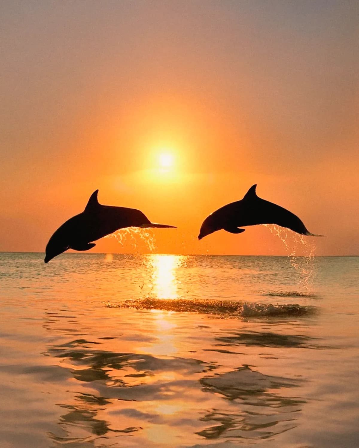 Dolphin Watching