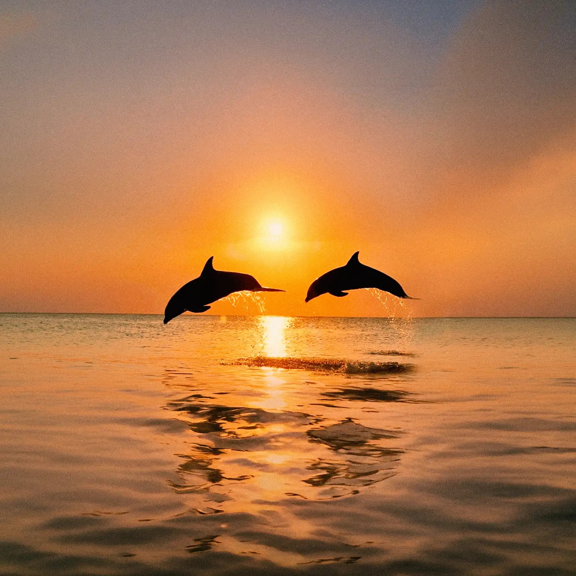 Delfines